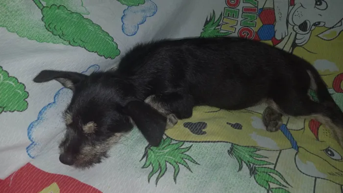 Cachorro ra a SRD-ViraLata idade 2 a 6 meses nome Pingo