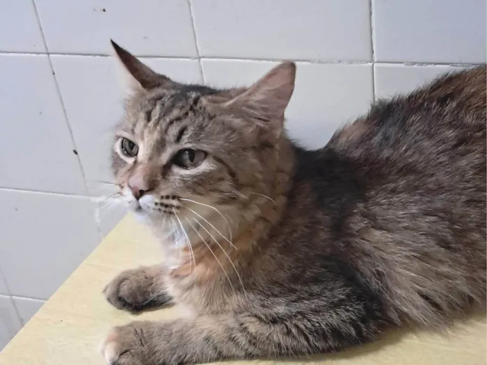 Gato ra a SRD-ViraLata idade 7 a 11 meses nome Liz
