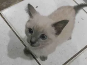 Gato raça Siamês idade 2 a 6 meses nome Akira