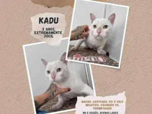 Gato raça SRD-ViraLata idade 2 anos nome Kadu