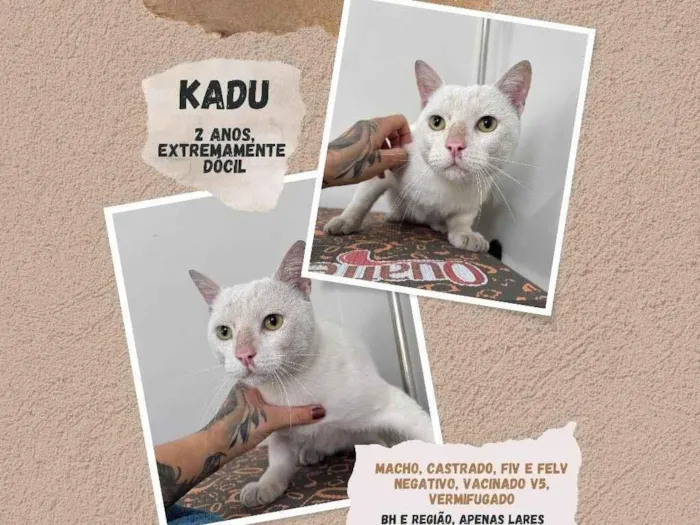 Gato ra a SRD-ViraLata idade 2 anos nome Kadu