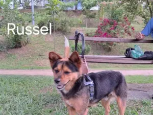 Cachorro raça SRD-ViraLata idade 6 ou mais anos nome RUSSEL