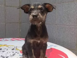 Cachorro raça SRD-ViraLata idade 2 a 6 meses nome Pingo