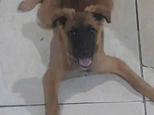 Cachorro raça Pastor Alemão idade 2 a 6 meses nome Amora ??