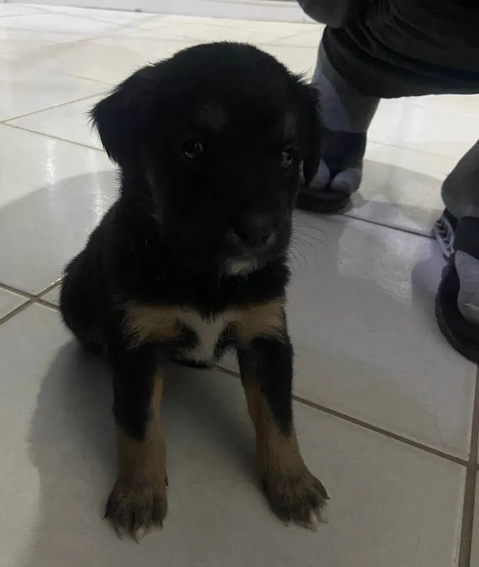 Cachorro ra a SRD-ViraLata idade Abaixo de 2 meses nome Filhote 