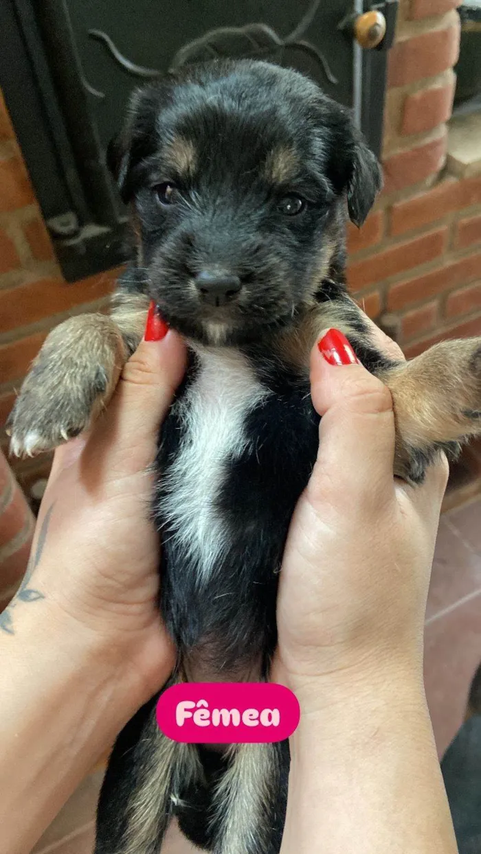 Cachorro ra a SRD-ViraLata idade Abaixo de 2 meses nome Filhote 