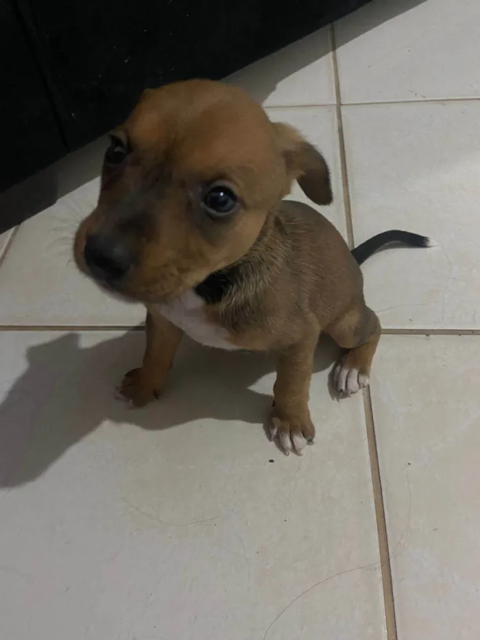 Cachorro ra a SRD-ViraLata idade Abaixo de 2 meses nome Filhote