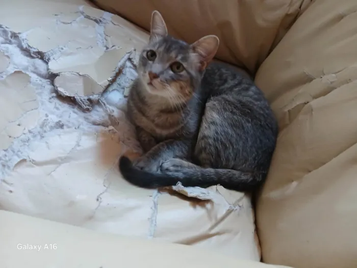 Gato ra a SRD-ViraLata idade 2 a 6 meses nome Maya