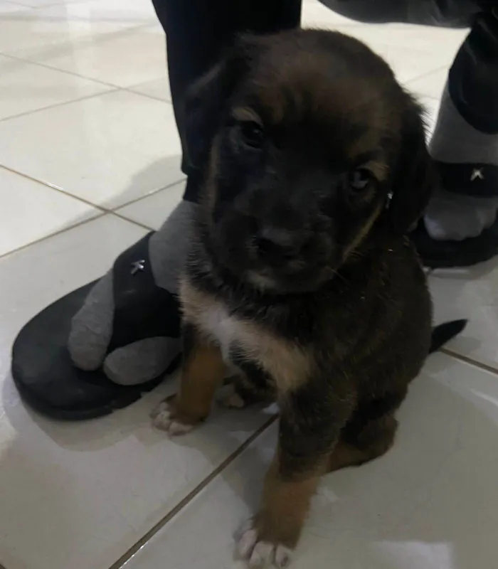 Cachorro ra a SRD-ViraLata idade Abaixo de 2 meses nome Filhote
