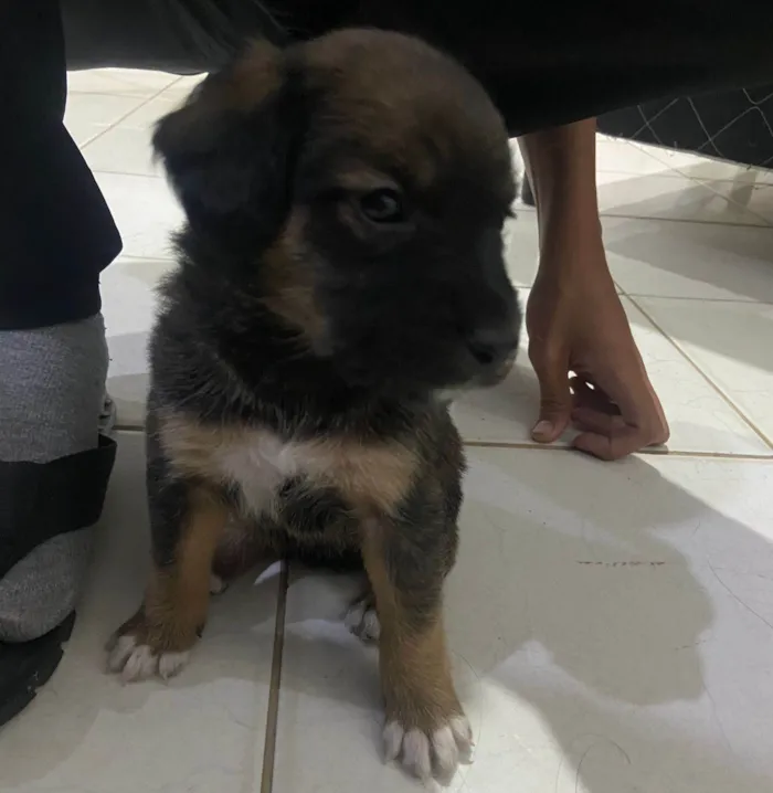 Cachorro ra a SRD-ViraLata idade Abaixo de 2 meses nome Filhote