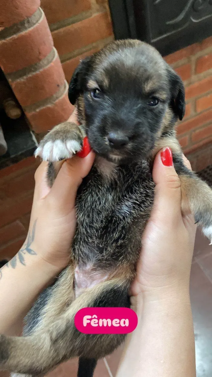 Cachorro ra a SRD-ViraLata idade Abaixo de 2 meses nome Filhote