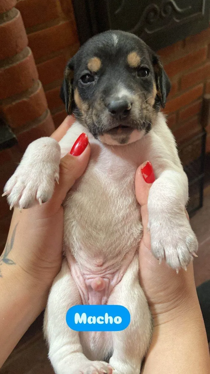 Cachorro ra a SRD-ViraLata idade Abaixo de 2 meses nome Filhote