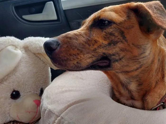 Cachorro ra a SRD-ViraLata idade 7 a 11 meses nome Fruzuê 