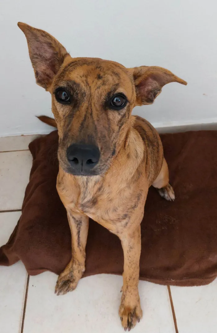 Cachorro ra a SRD-ViraLata idade 7 a 11 meses nome Fruzuê 