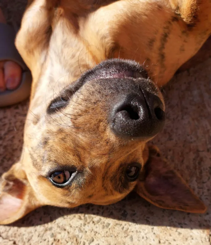 Cachorro ra a SRD-ViraLata idade 7 a 11 meses nome Fruzuê 