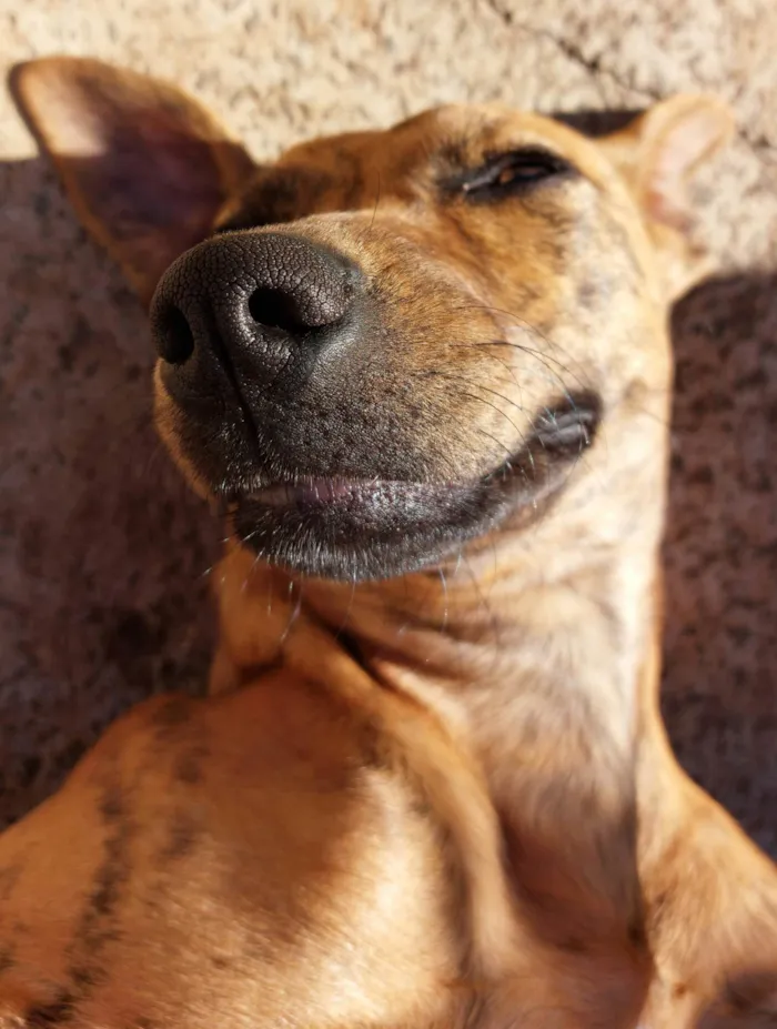 Cachorro ra a SRD-ViraLata idade 7 a 11 meses nome Fruzuê 