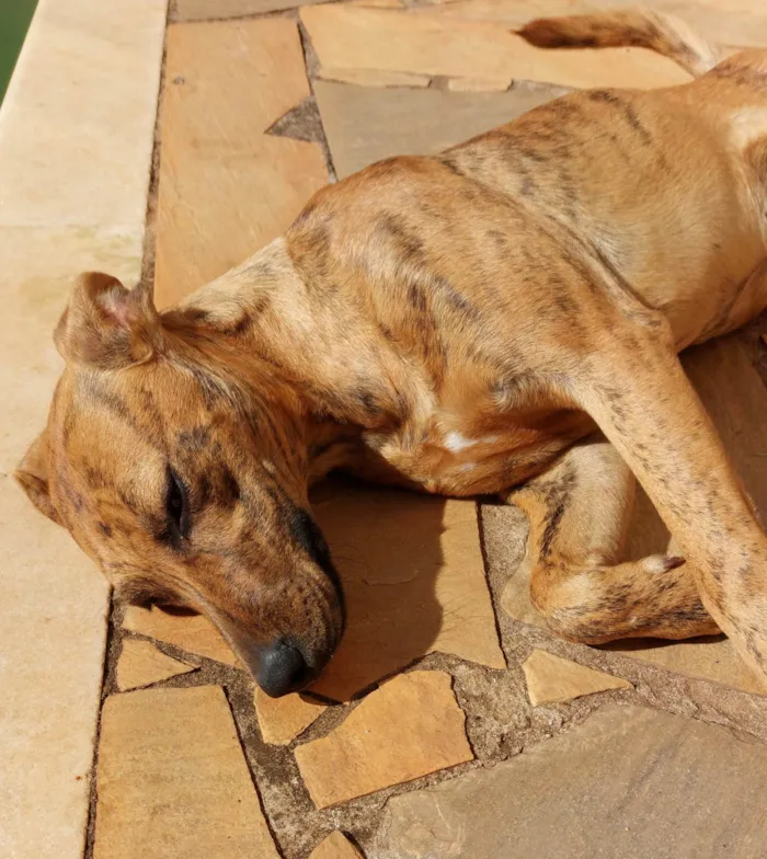Cachorro ra a SRD-ViraLata idade 7 a 11 meses nome Fruzuê 
