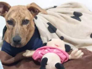 Cachorro raça SRD-ViraLata idade 7 a 11 meses nome Fruzuê 