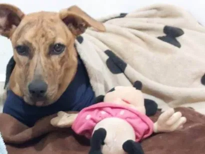 Cachorro raça SRD-ViraLata idade 7 a 11 meses nome Fruzuê 