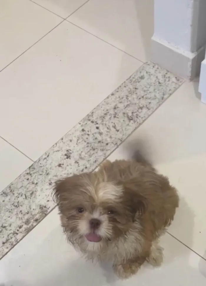 Cachorro ra a Shitzu idade 1 ano nome Joe