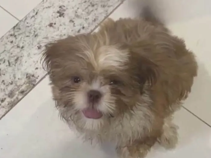 Cachorro ra a Shitzu idade 1 ano nome Joe