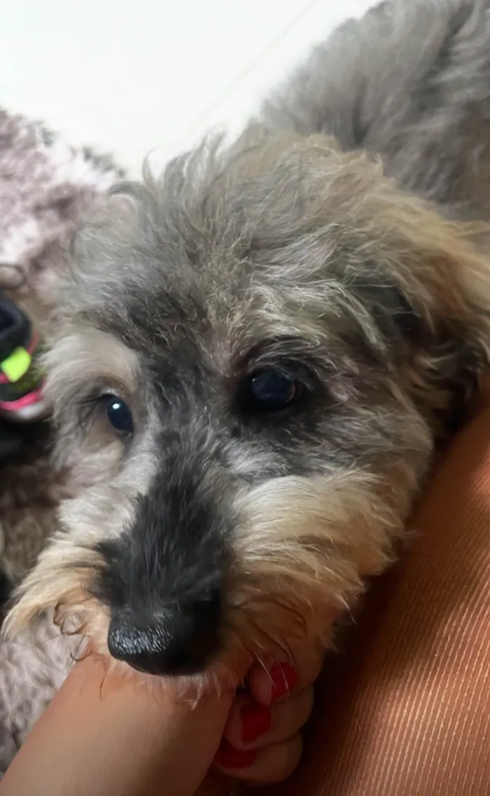 Cachorro ra a SRD-ViraLata idade 2 anos nome Marshall