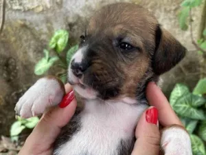 Cachorro raça SRD-ViraLata idade Abaixo de 2 meses nome Filhote