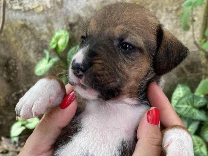 Cachorro ra a SRD-ViraLata idade Abaixo de 2 meses nome Filhote