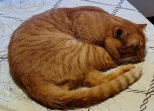 Gato raça American Shorthair idade 2 anos nome Fred