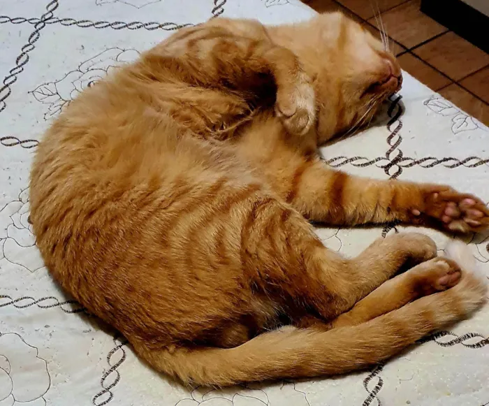 Gato ra a American Shorthair idade 2 anos nome Fred