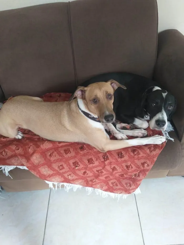 Cachorro ra a SRD-ViraLata idade 6 ou mais anos nome Fred e Barney