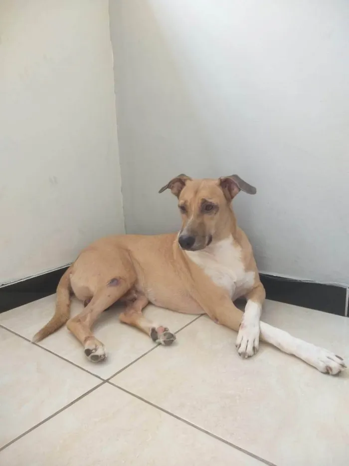 Cachorro ra a SRD-ViraLata idade 6 ou mais anos nome Fred e Barney