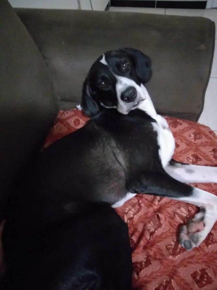 Cachorro ra a SRD-ViraLata idade 6 ou mais anos nome Fred e Barney