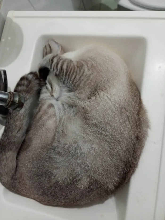 Gato ra a Exótico idade 1 ano nome Romeu 
