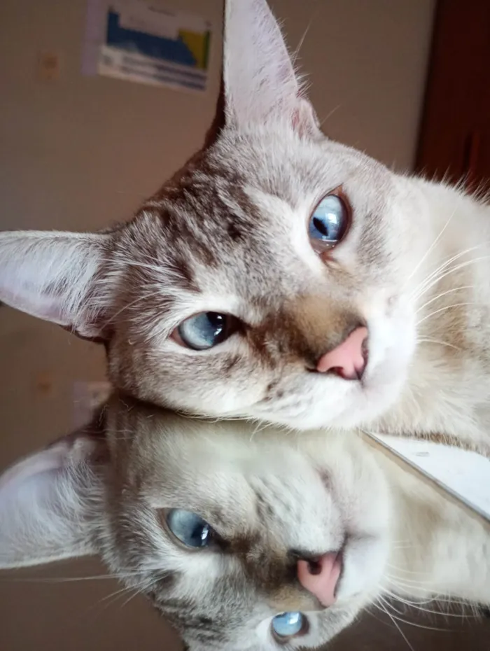 Gato ra a Exótico idade 1 ano nome Romeu 