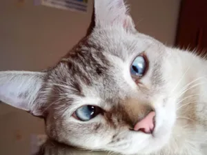 Gato raça Exótico idade 1 ano nome Romeu 
