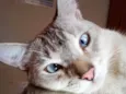 Romeu