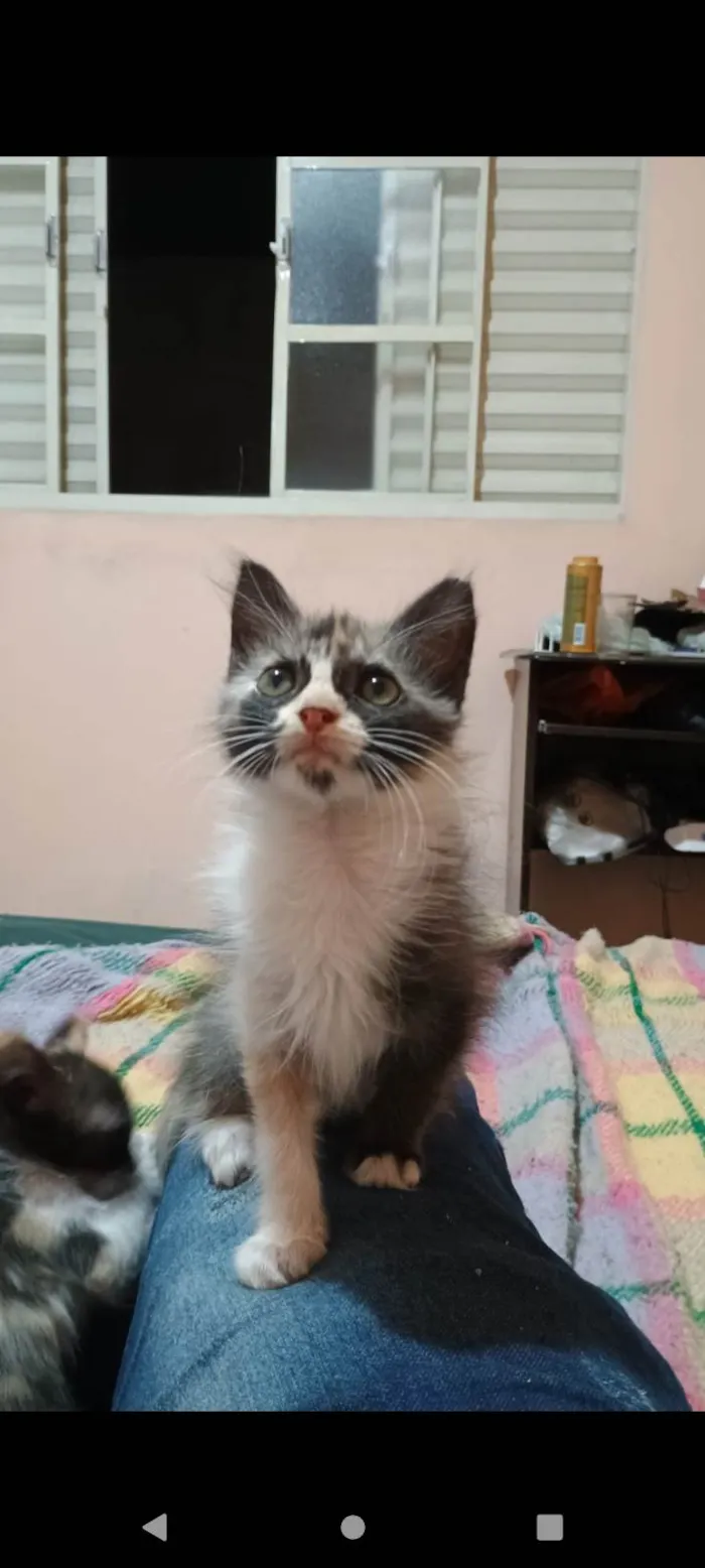 Gato ra a SRD-ViraLata idade Abaixo de 2 meses nome Princesa 