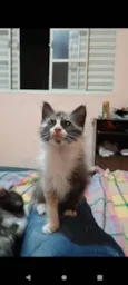Princesa