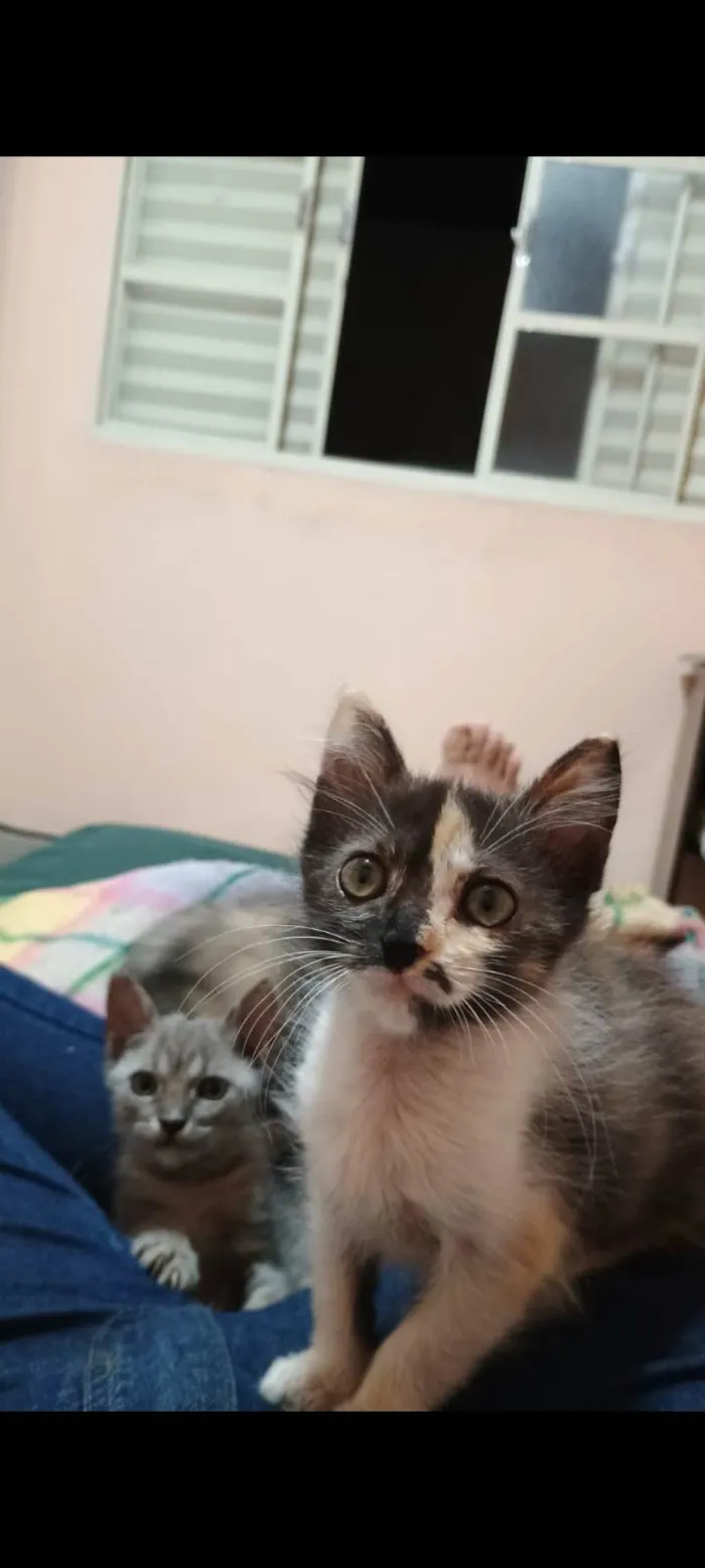 Gato ra a SRD-ViraLata idade Abaixo de 2 meses nome Lindinha 