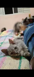 Fumaça 