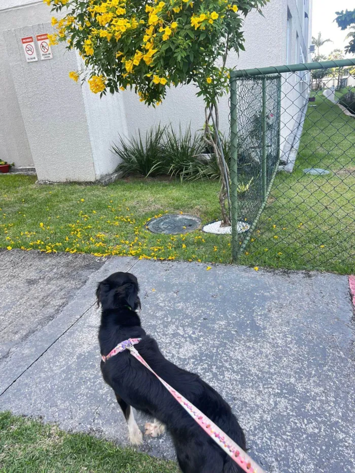 Cachorro ra a SRD-ViraLata idade 2 anos nome Nina 