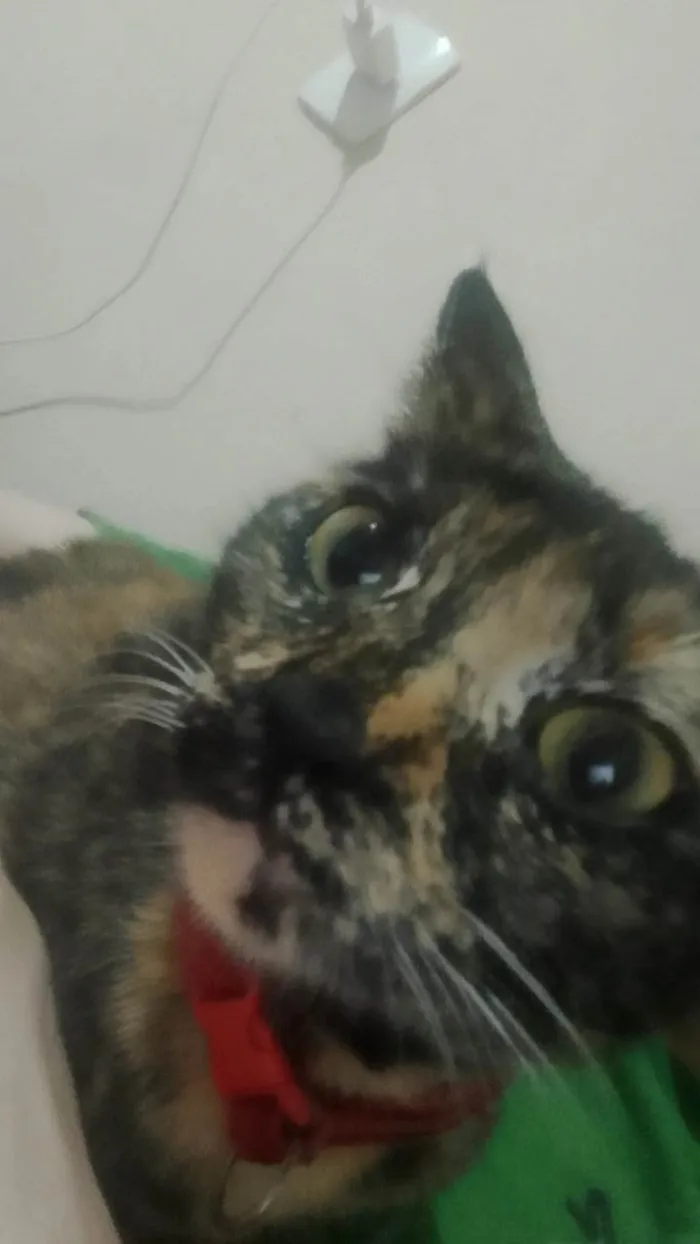Gato ra a SRD-ViraLata idade 7 a 11 meses nome Meg