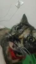 Meg