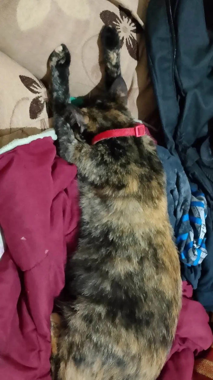 Gato ra a SRD-ViraLata idade 7 a 11 meses nome Meg