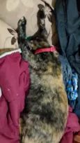 Meg