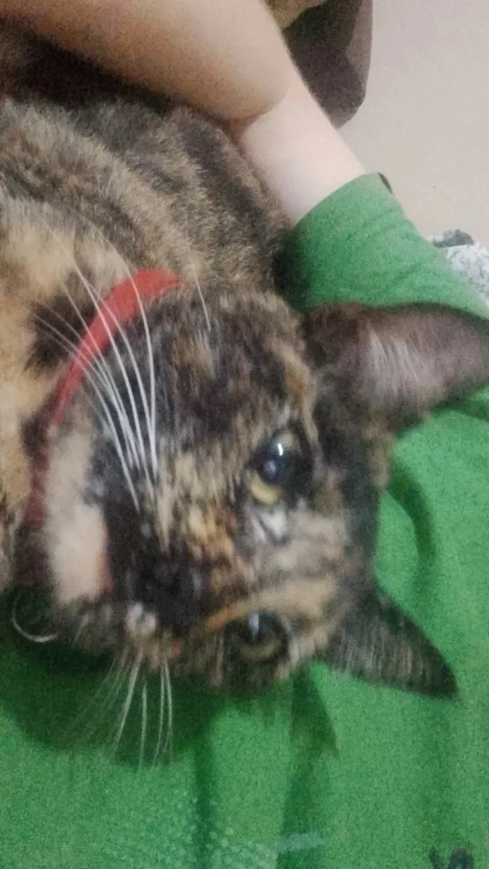 Gato ra a SRD-ViraLata idade 7 a 11 meses nome Meg