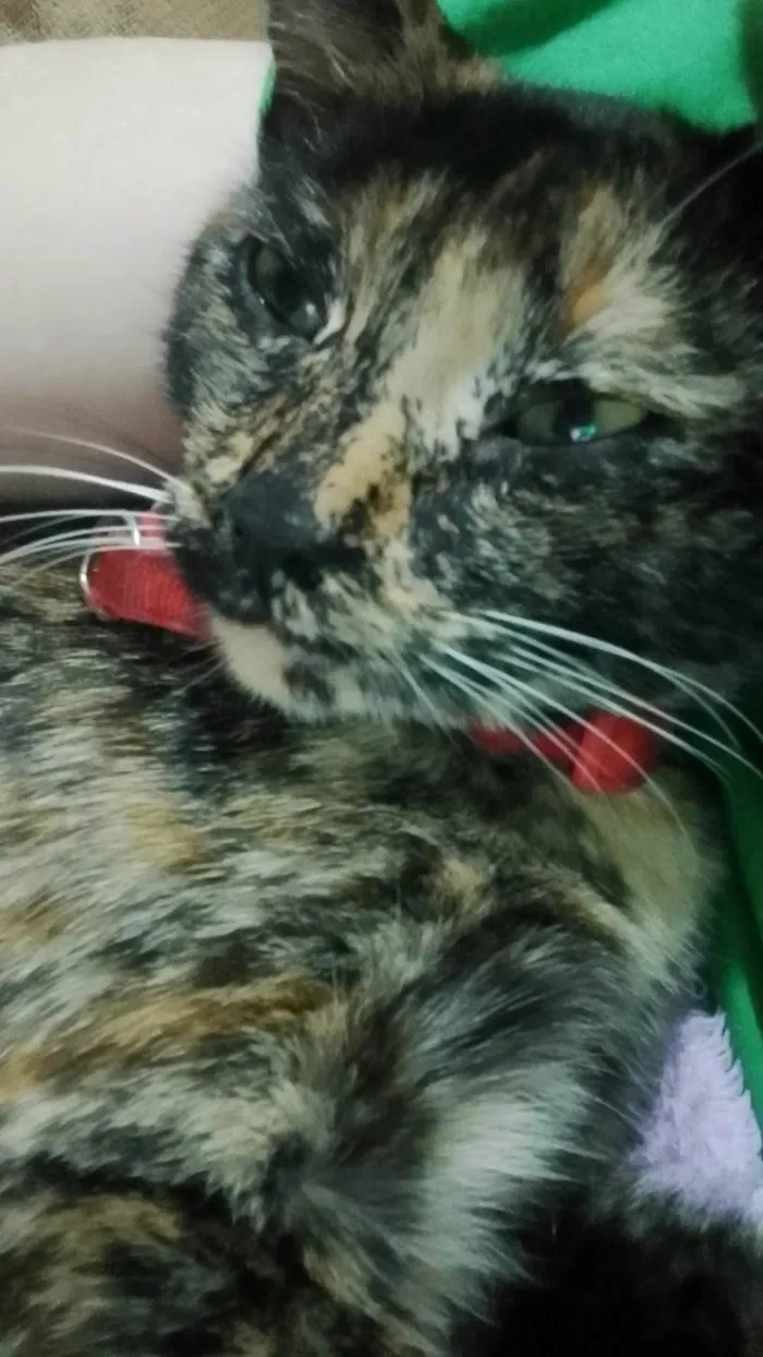 Gato ra a SRD-ViraLata idade 7 a 11 meses nome Meg