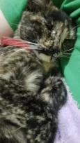 Meg
