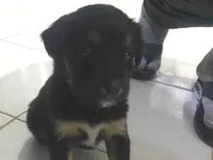 Cachorro raça SRD-ViraLata idade Abaixo de 2 meses nome Filhote 